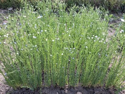 Click for 1 image(s) for this accession.